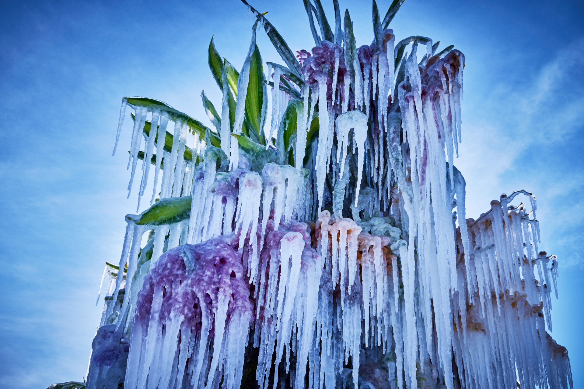 Frozen Flowers 2023 | AMKK（東信, 花樹研究所）